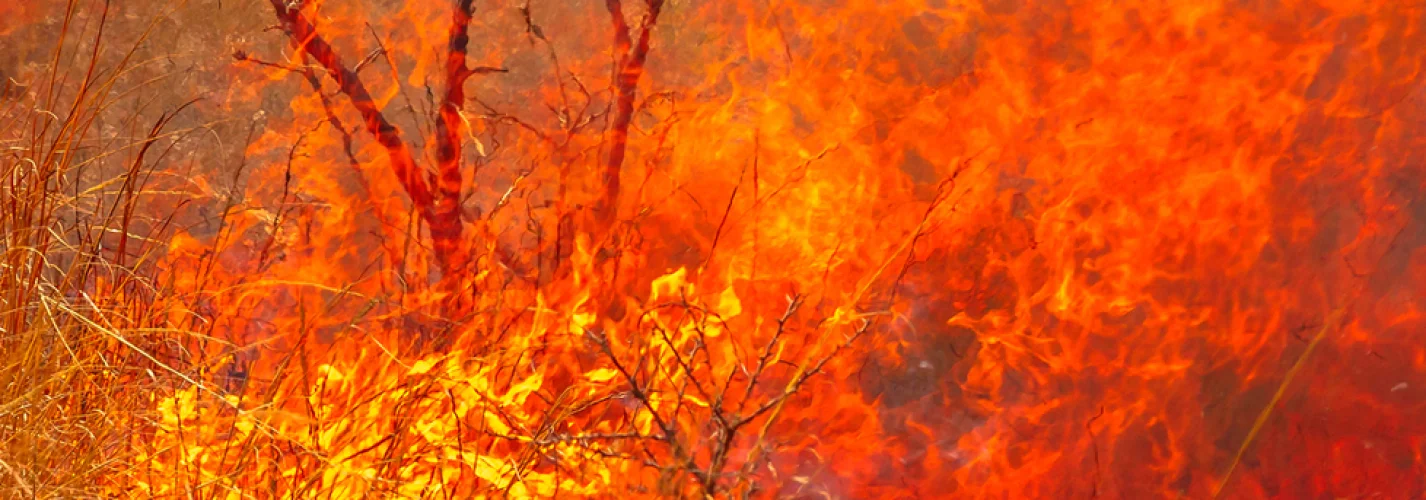 Bush Fires in Australia