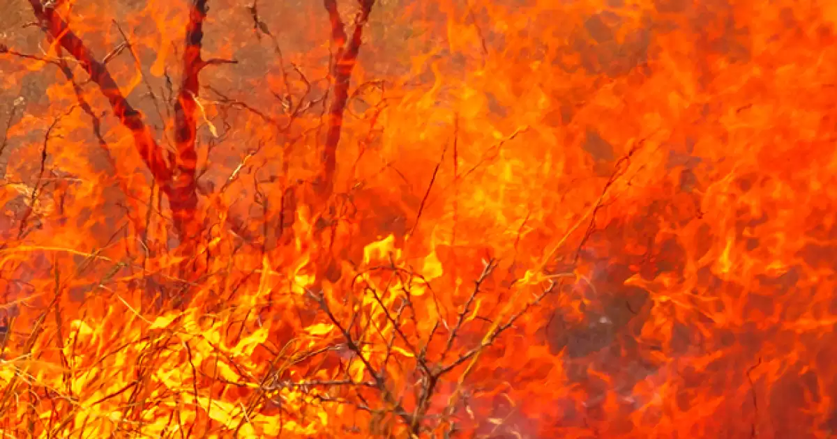 Bush Fires in Australia