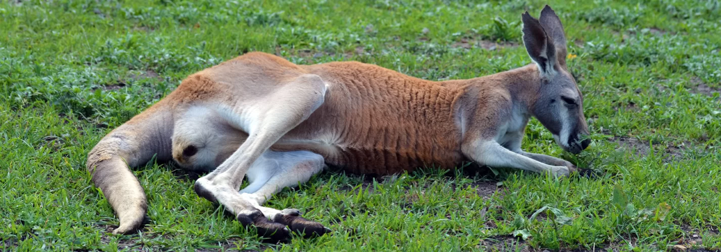 20 facts about Australian Animals