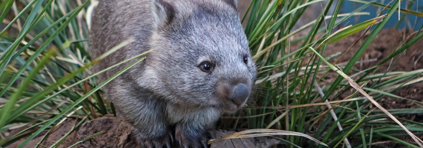 A Wildlife Carer With a Heart Full of Wombats