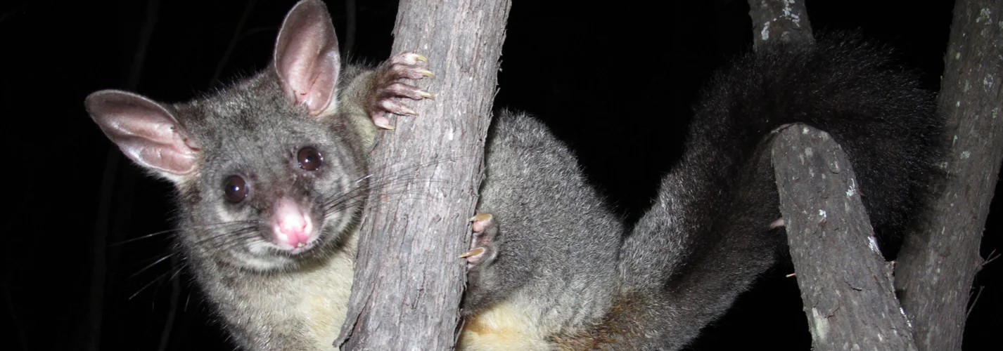 Beginner's Guide to Australian Wildlife