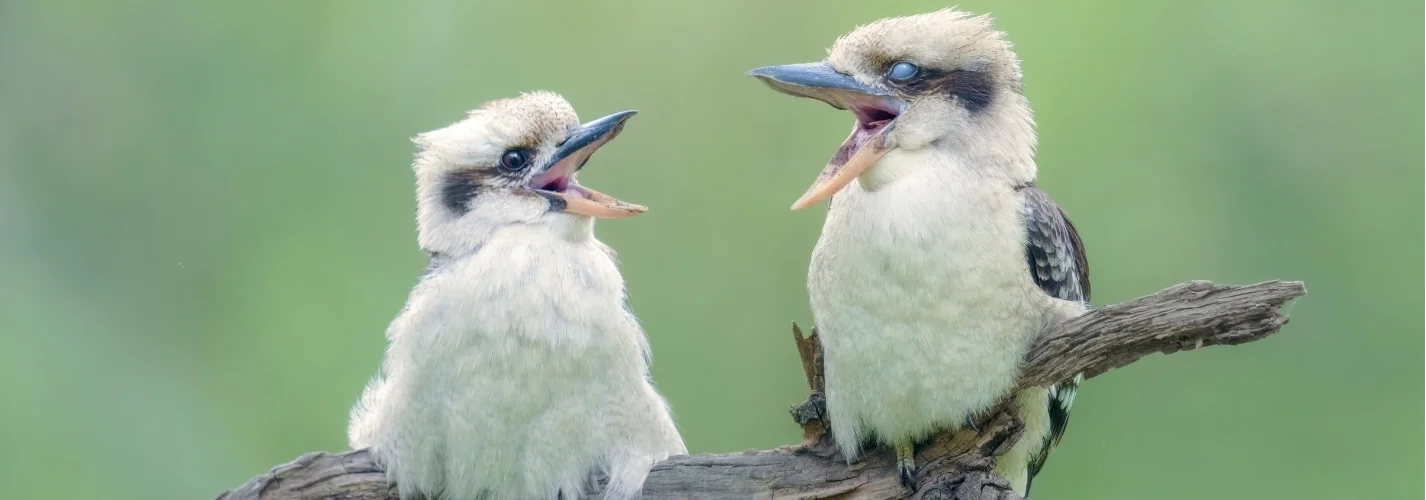 How Aussie Animals Forecast the Weather