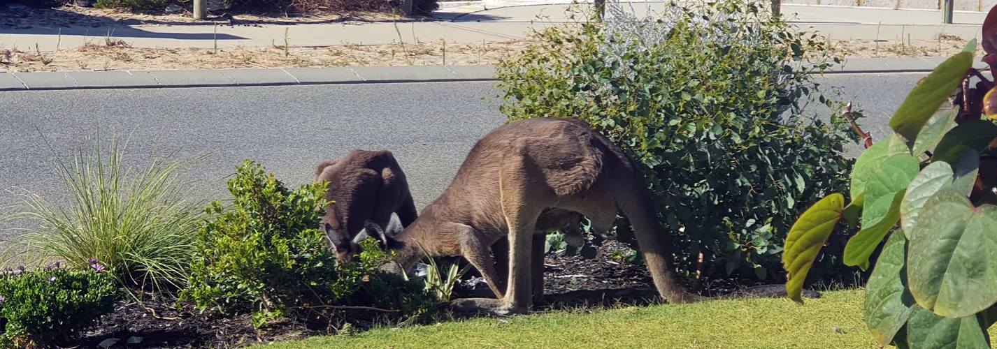 Living with Kangaroos