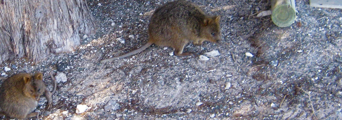 Wildlife of Rottnest Island 