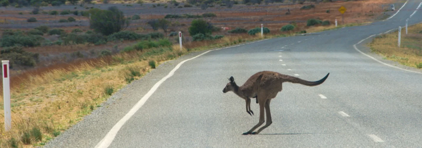 How to Avoid Collisions with Wildlife While Driving in Australia 