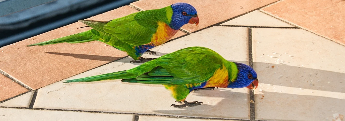 Tips for Living with and Feeding Australian Wildlife
