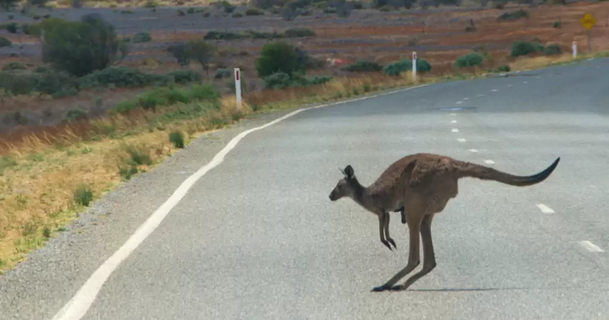 How to Avoid Collisions with Wildlife While Driving in Australia 