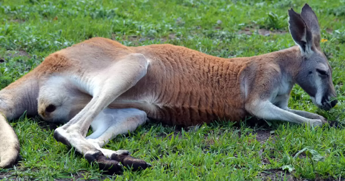 20 facts about Australian Animals