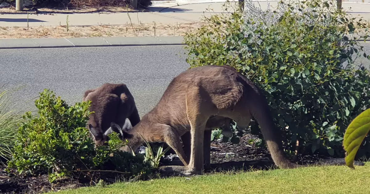 Living with Kangaroos
