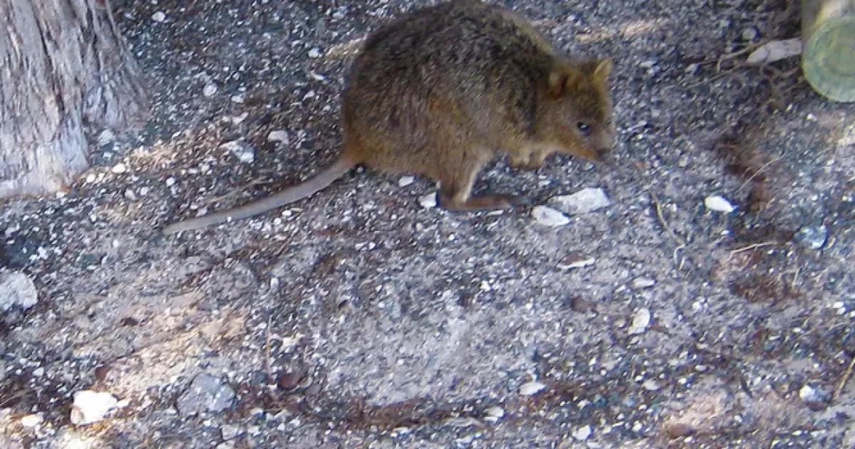 Wildlife of Rottnest Island 