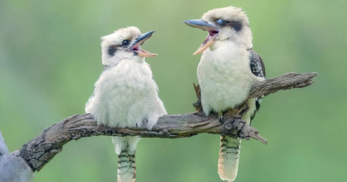 How Aussie Animals Forecast the Weather | Absolutely Australia