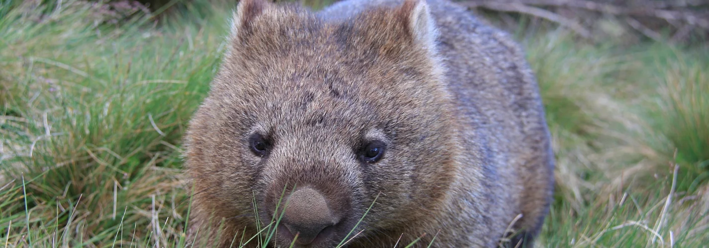 Myths & Facts About Life in Australia