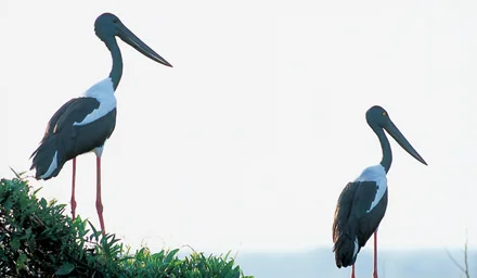 Ibis