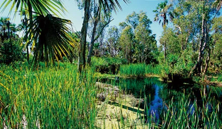 Kakadu