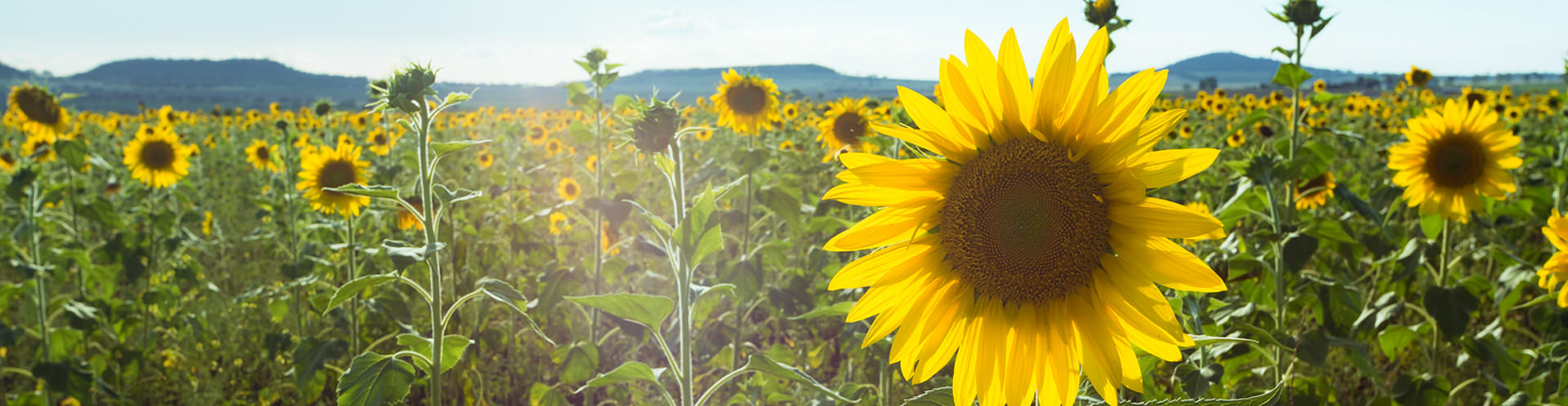 Southern Country -  Queensland