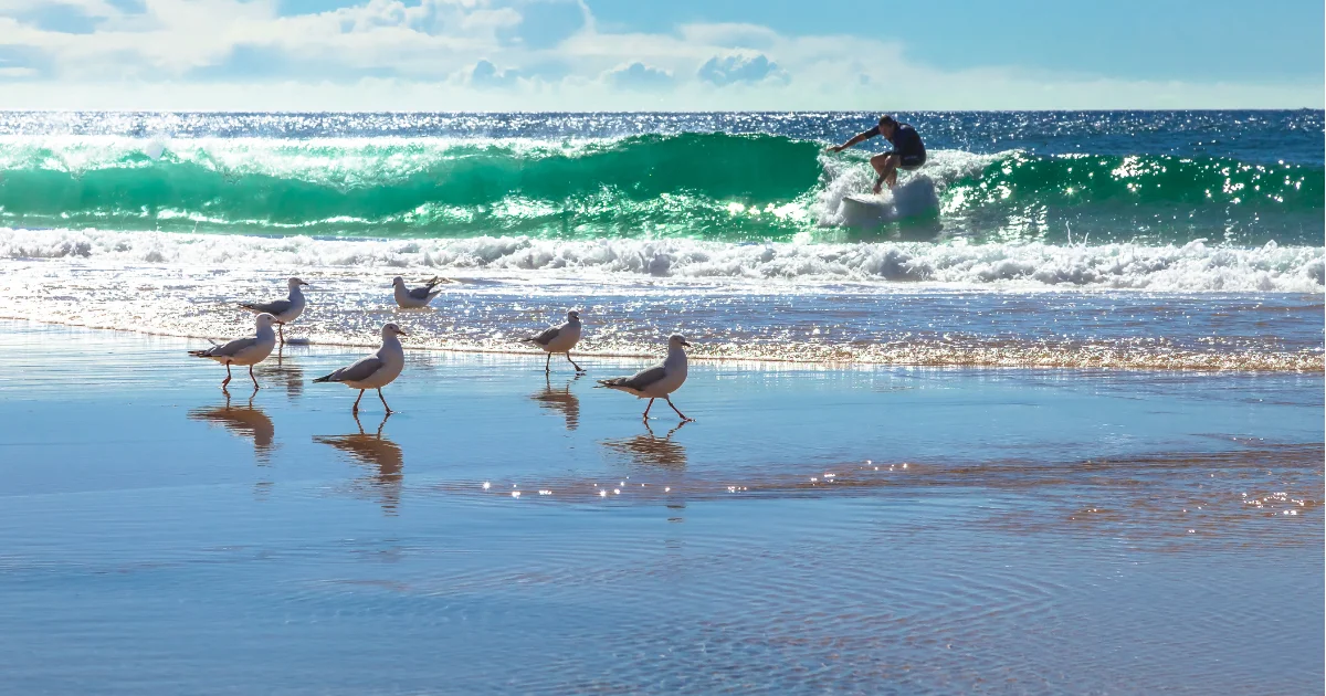 Surfing in New South Wales