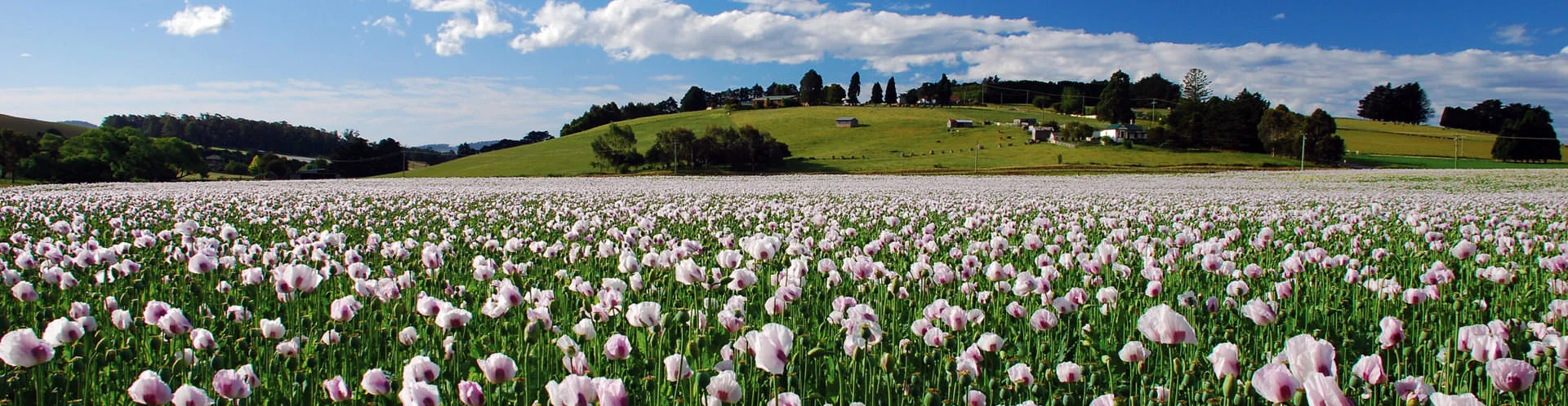 Launceston - Tasmania