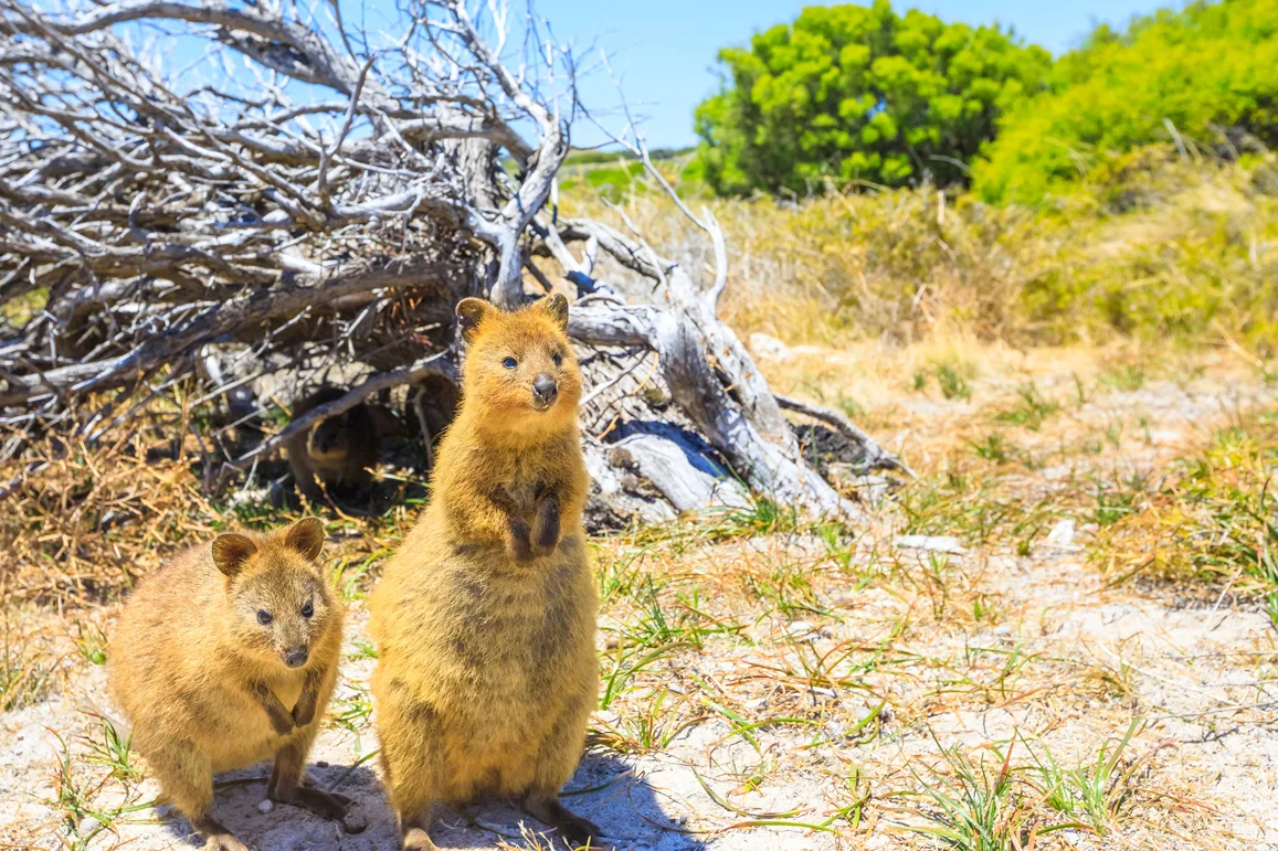 Rottnest Island | Absolutely Australia