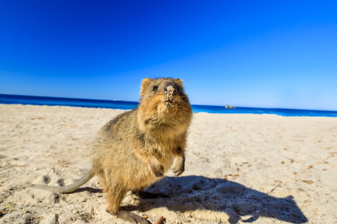 Quokka