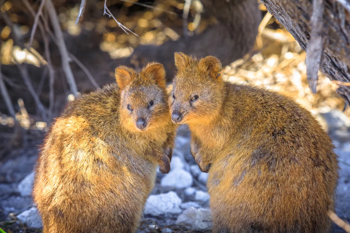 Rottnest Island | Absolutely Australia