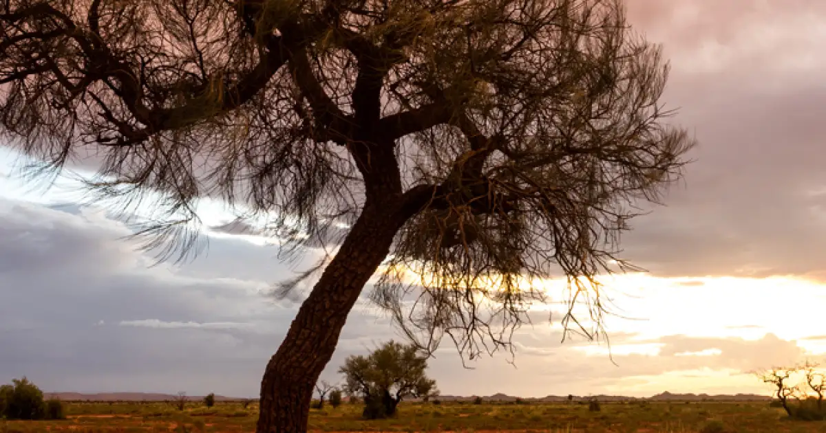 The Pilbara