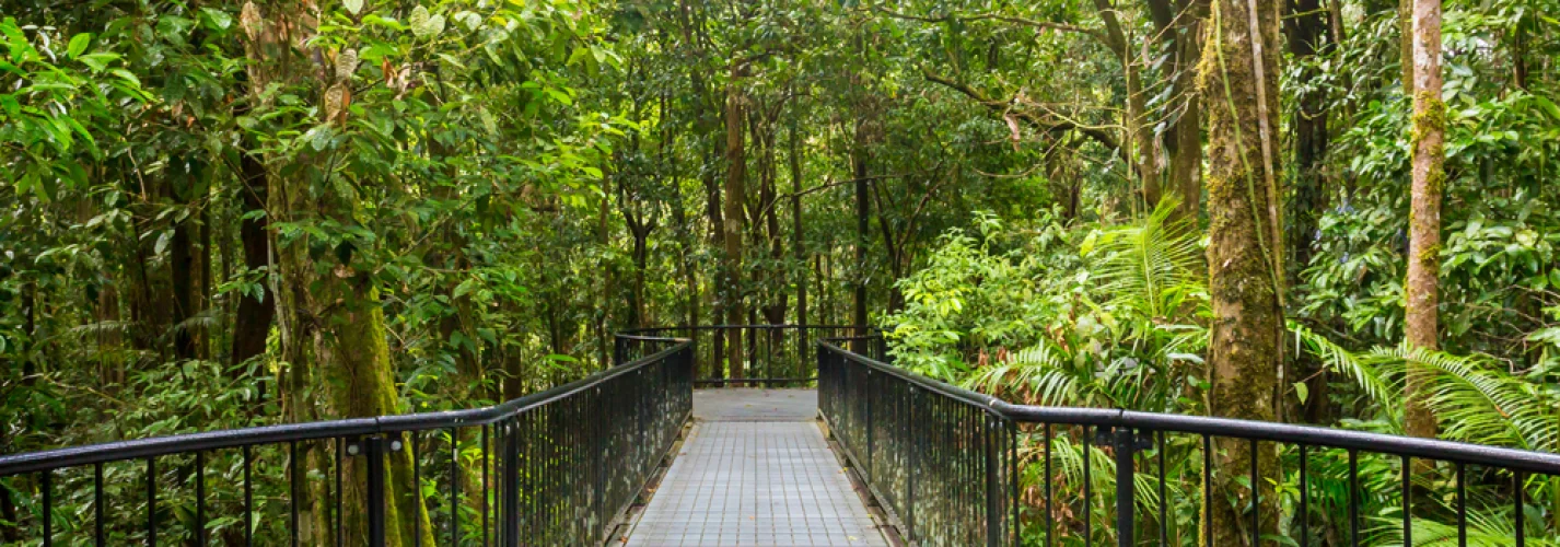 The Daintree Rainforest