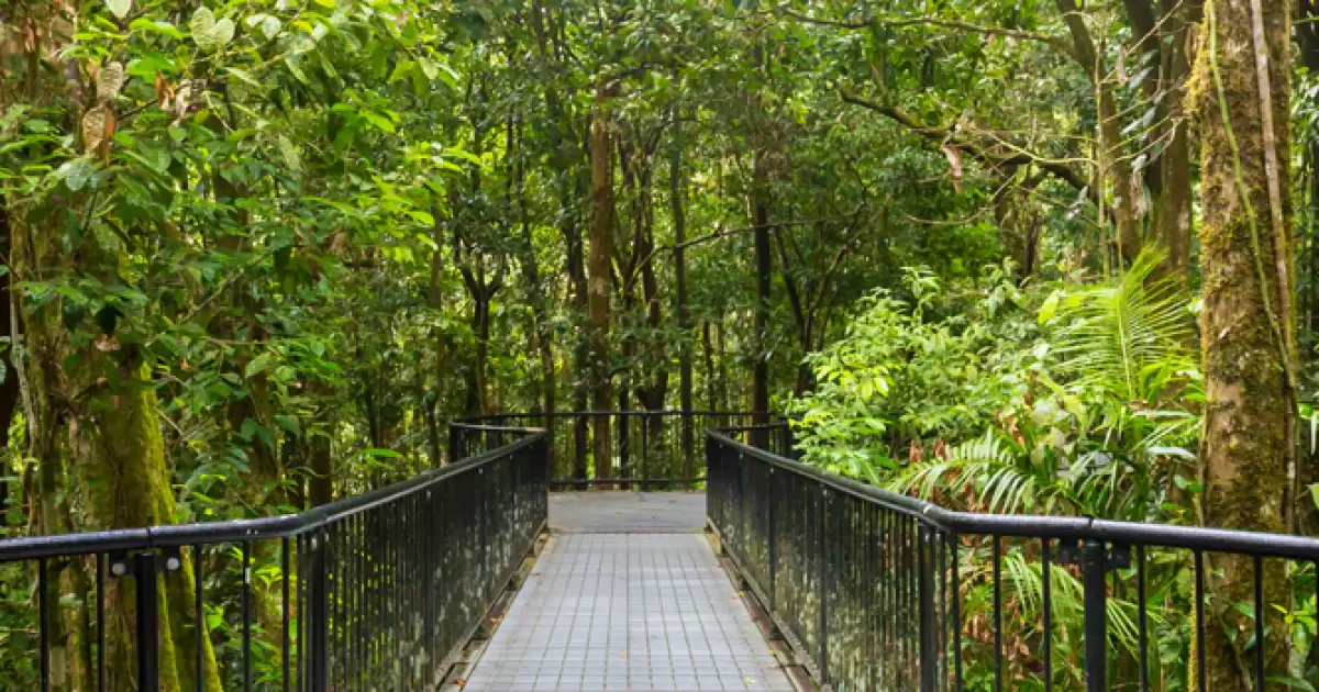 The Daintree Rainforest