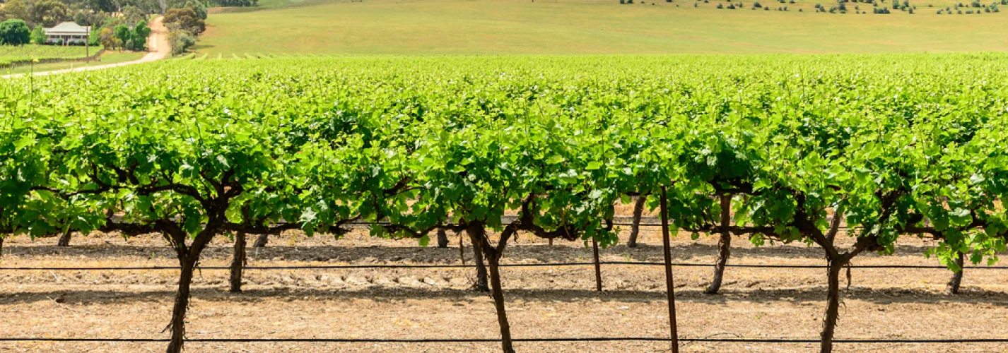 Wines of Adelaide Hills