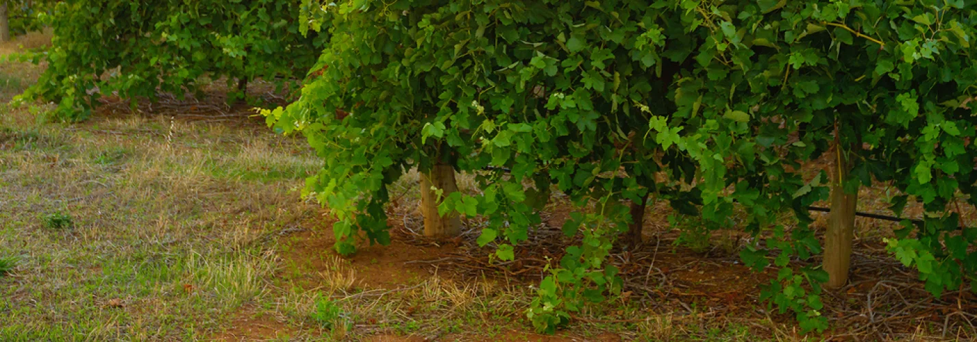 Flavours of the Fleurieu