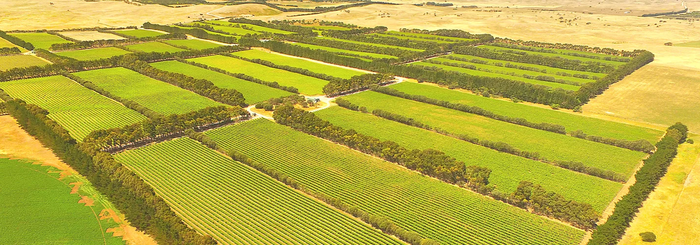 A Guide to Coonawarra