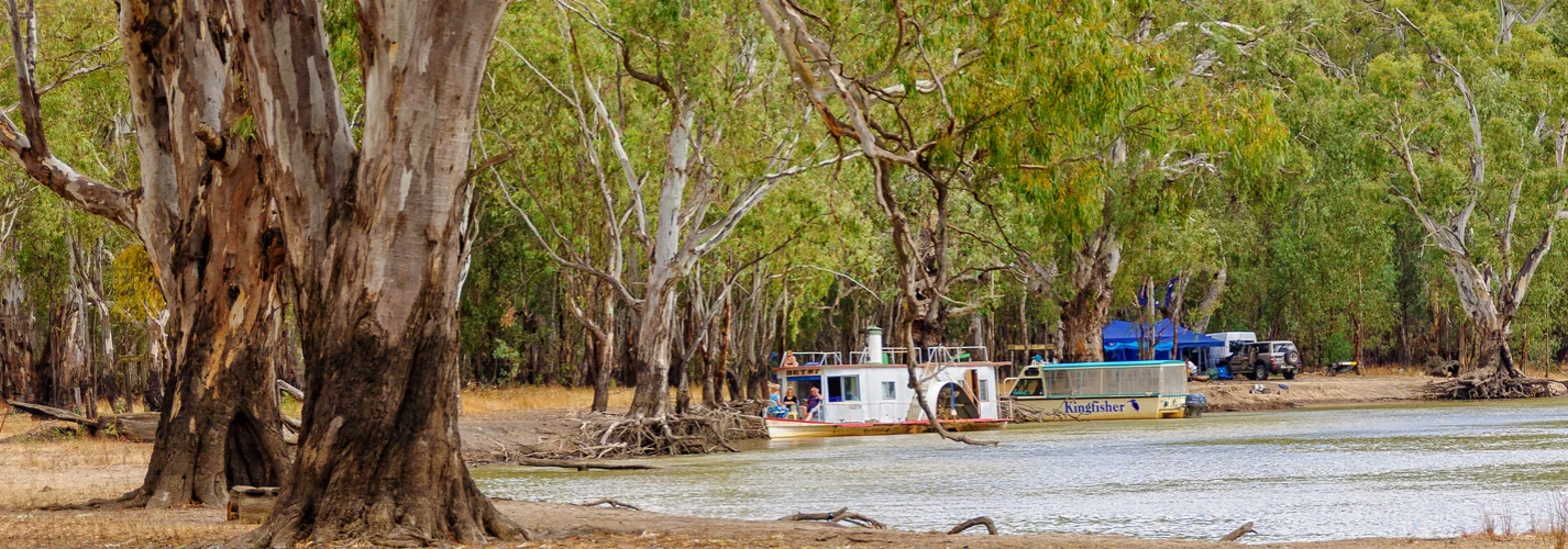 Barmah National Park - Echuca