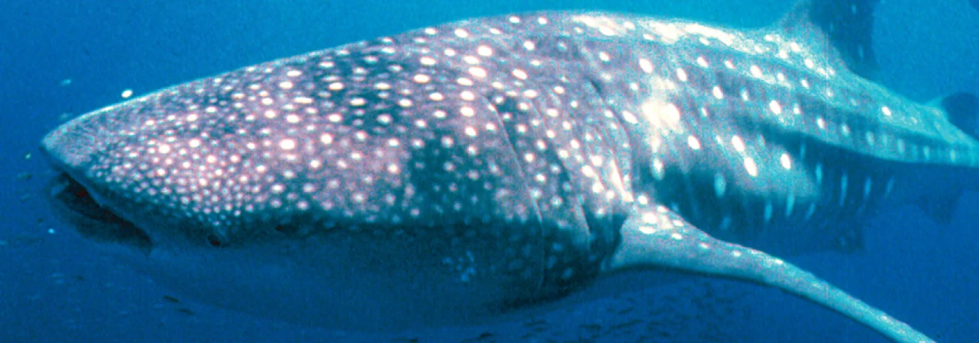 Ningaloo / Coral Bay