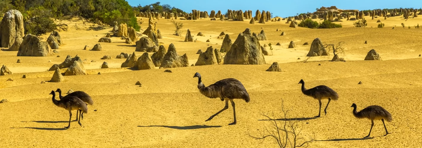 Emu's walking through The Pinnacles