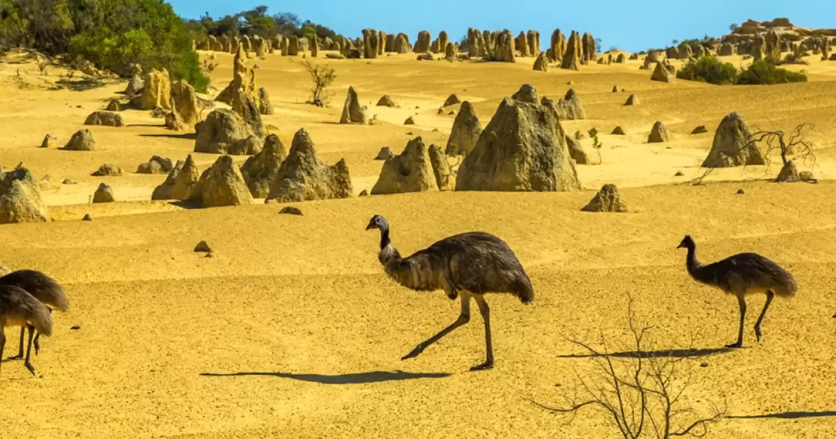 Emu's walking through The Pinnacles