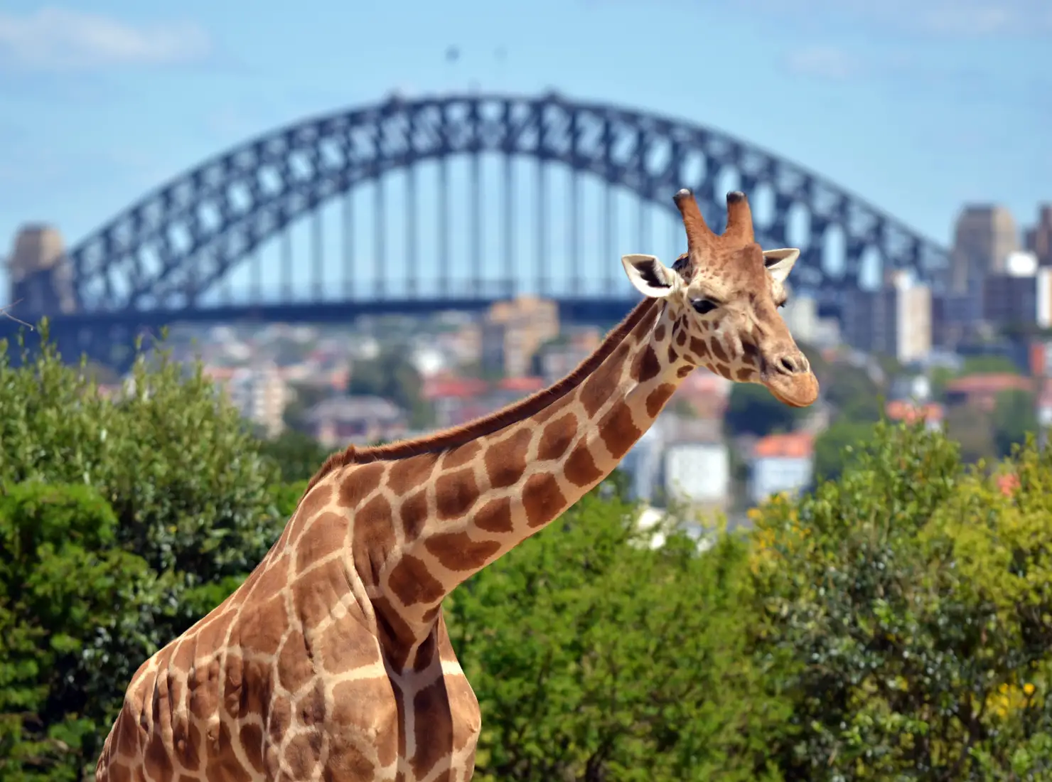Taronga Zoo
