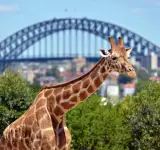 Taronga Zoo