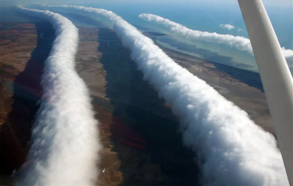 Morning Glory  (kangólgi)