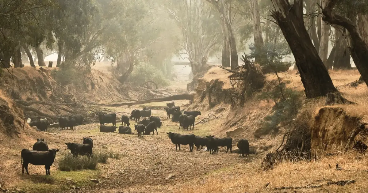 Australia's Record Heatwaves