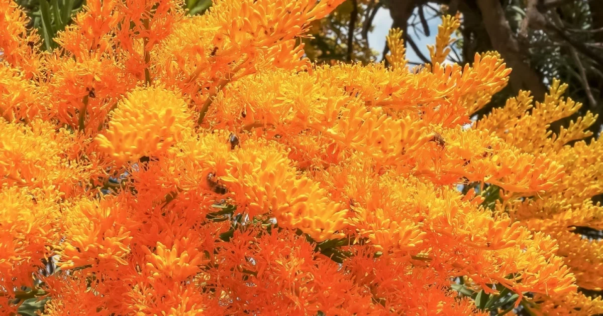Birak Season: First Summer on Noongar Country